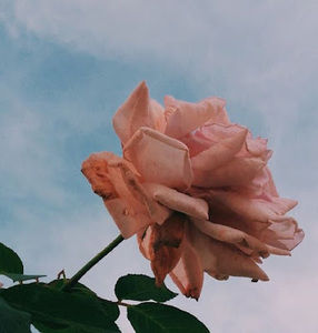 Meet your Posher, Ava